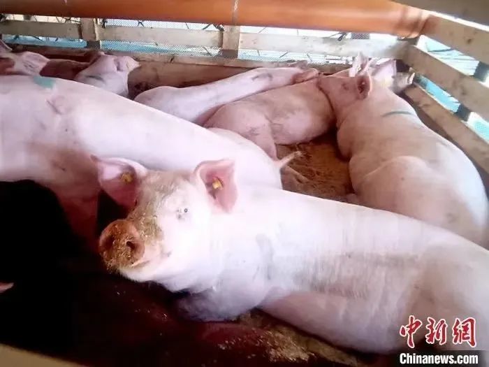邯鄲今日毛豬價(jià)格行情更新及走勢(shì)分析