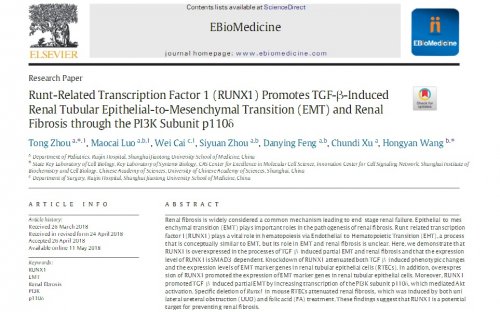 最新腎臟研究成果揭示腎臟科學(xué)嶄新篇章的探索之旅