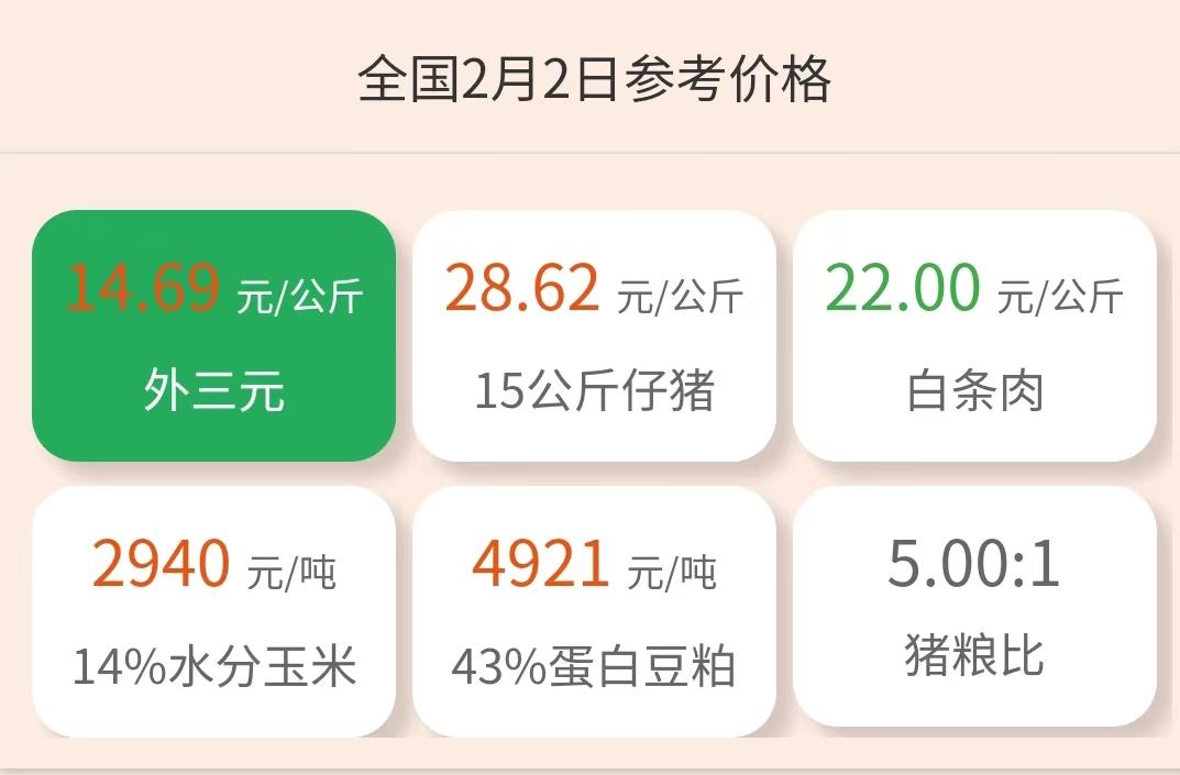 今日苗豬價格行情及小巷深處的驚喜發(fā)現(xiàn)