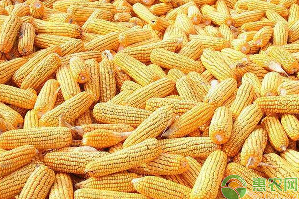 玉米最新政策及其影響與前景展望分析