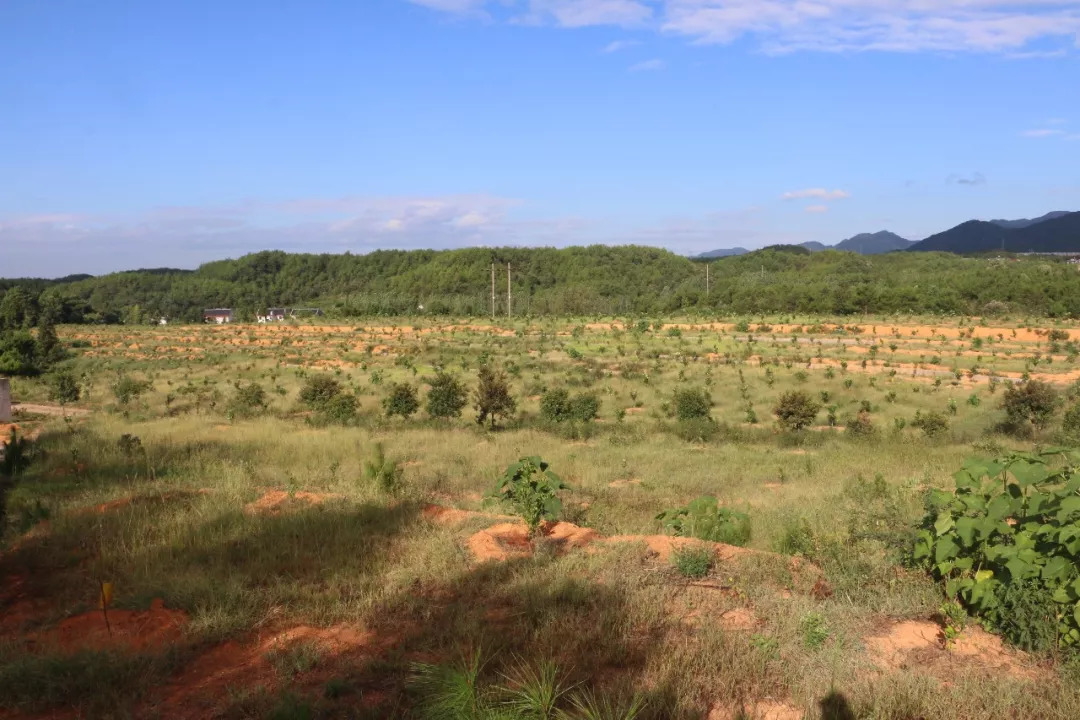 最新鄉(xiāng)愁，心靈的歸宿與時(shí)代的交融變遷