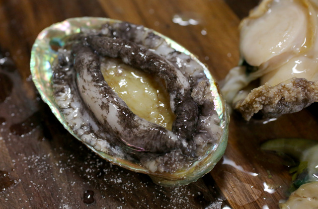 鮑魚(yú)最新日常趣事分享