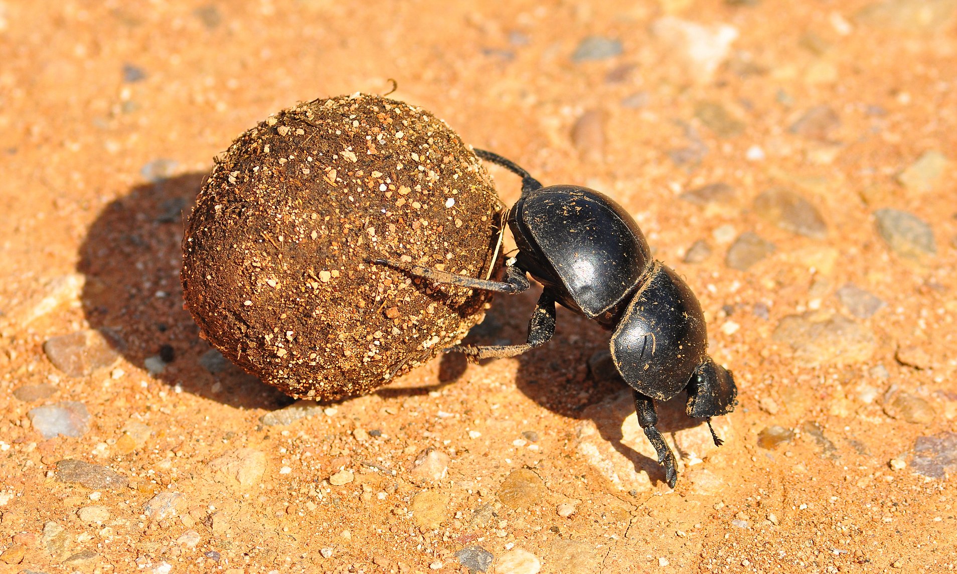探索自然界新奇跡，最新蟲種揭秘